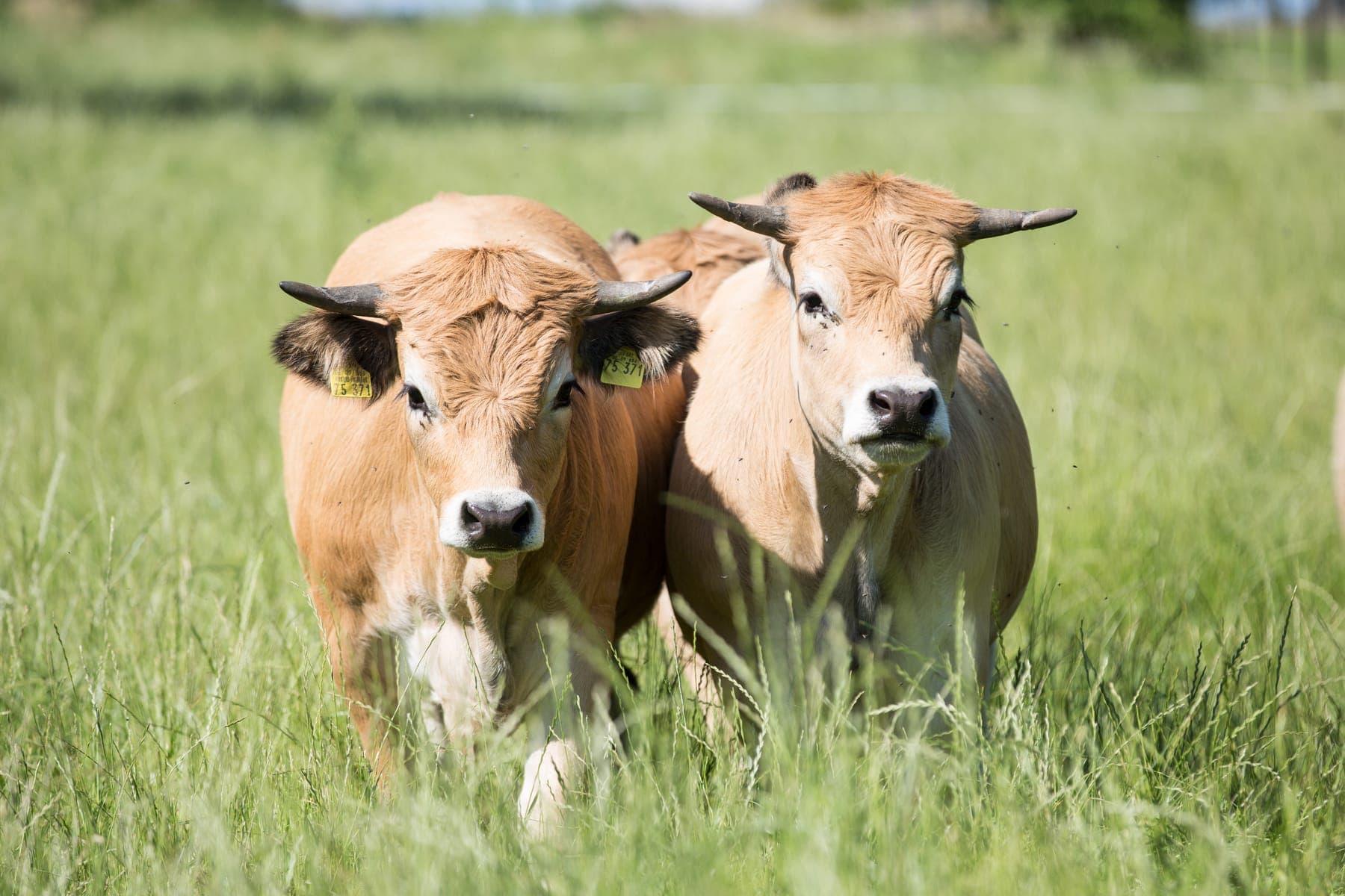 Zwei Aubrac-Rinder mit hellem Fell und Lyra-Hörnern auf der Weide