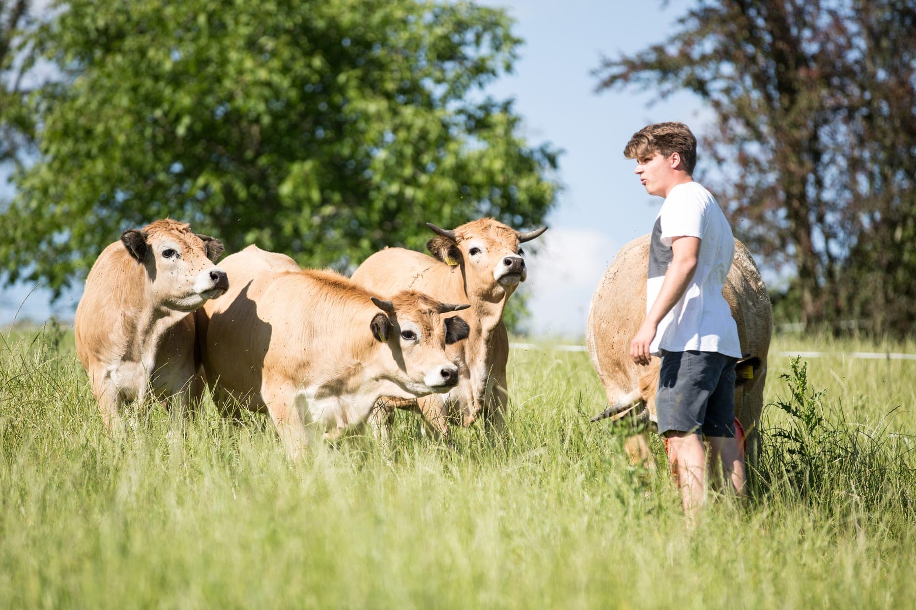 Pascal Weyers mit seiner Aubrac-Herde auf der Weide am Muttelsee